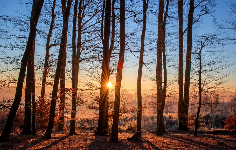 forest tree, background, sun rise, forest, landscape, sun, trees, nature, wood, winter