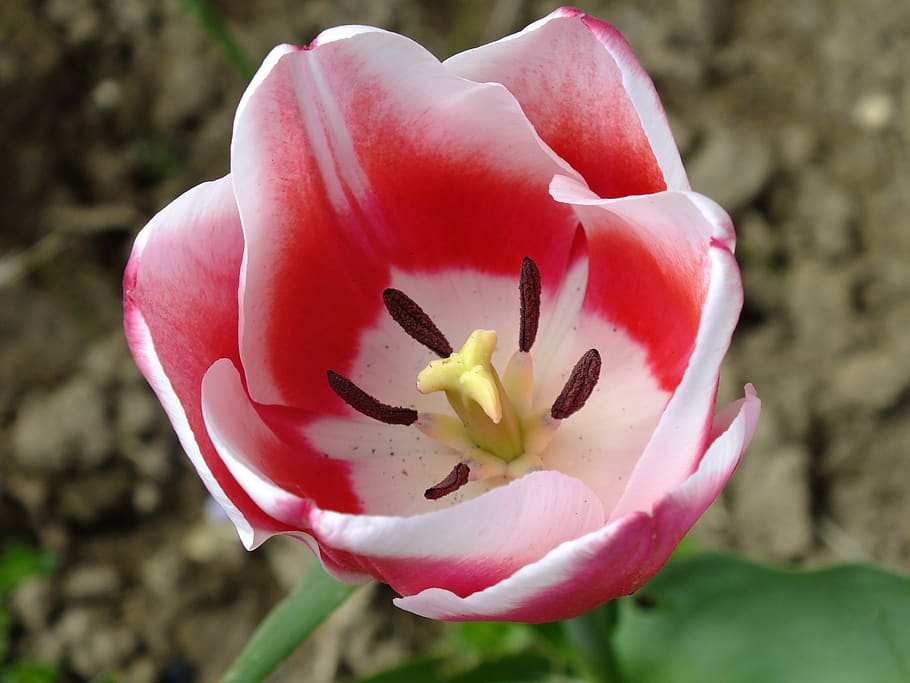 tulipán, flor, jardín, naturaleza, primavera, tulipán primavera, planta floreciendo, fragilidad, planta, pétalo