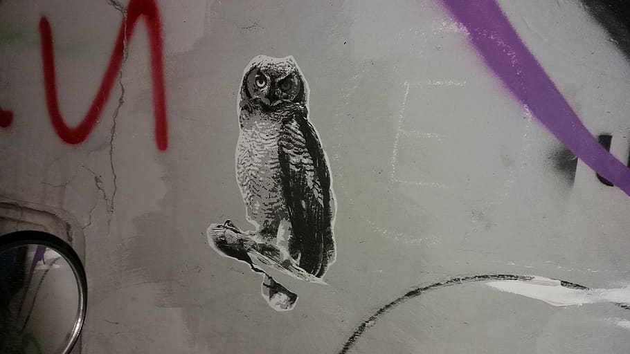 owl decal, owl, paint, wall, graffiti, vandal, animal, mirror, art, one animal