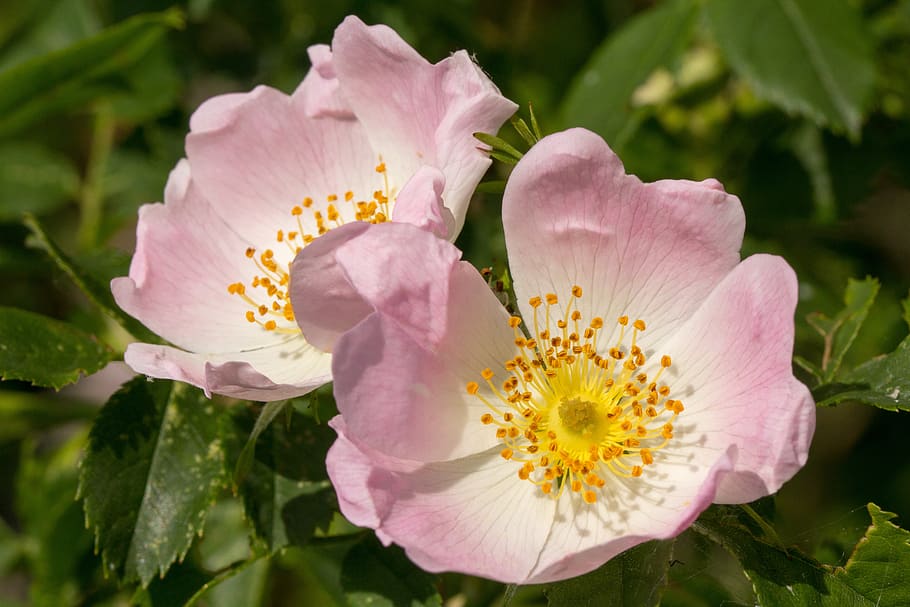 wild rose, rosa canina, flowers, pink, macro, dog rose, rose hip, flower, flowering plant, plant