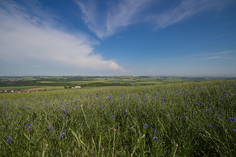 summer, field, sky, blue, panorama, grasses, sun, poppies, bee, nature