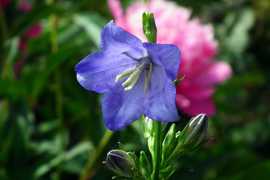 azul, flor de balão, seletiva, fotografia de foco, flor, natureza, planta, fragilidade, pétala, beleza da natureza