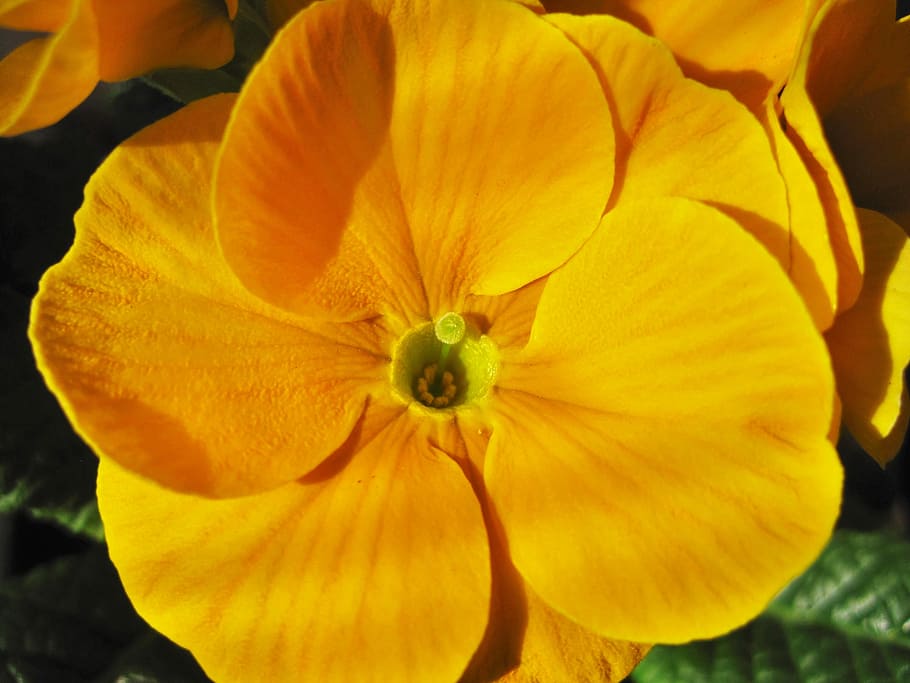 prímula amarela, flor de prímula, vista parcial, detalhes, fechar, amarelo, planta perfumada, primavera, florescer, prímula em flor
