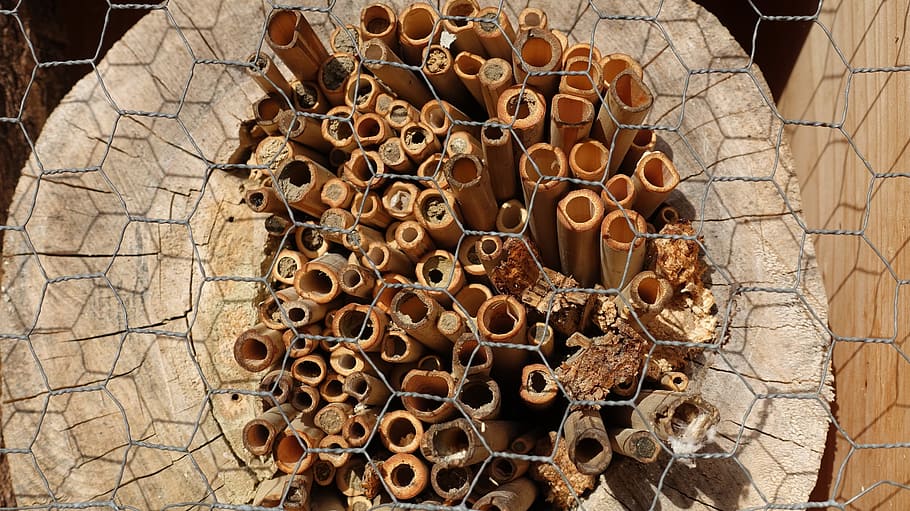 structure, tree grates, wild bees, hibernation help, insect hotel, insect house, insect protection measures, nesting help, nature, beehive