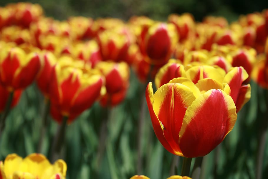 tulipa, flor, pétalas, natureza, jardim, páscoa, primavera, flora, campo, plantas
