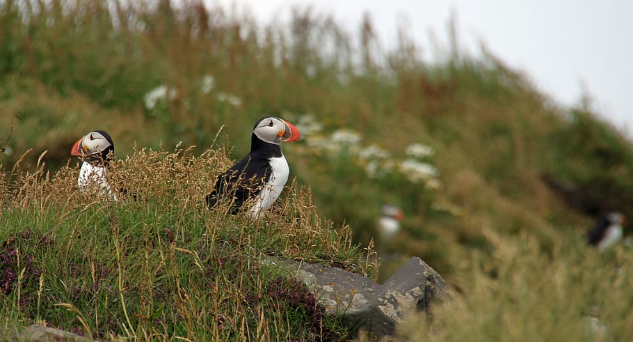 two, black-and-white, puffin birds, green, grass, daytime, puffin, iceland, icelandic, nature