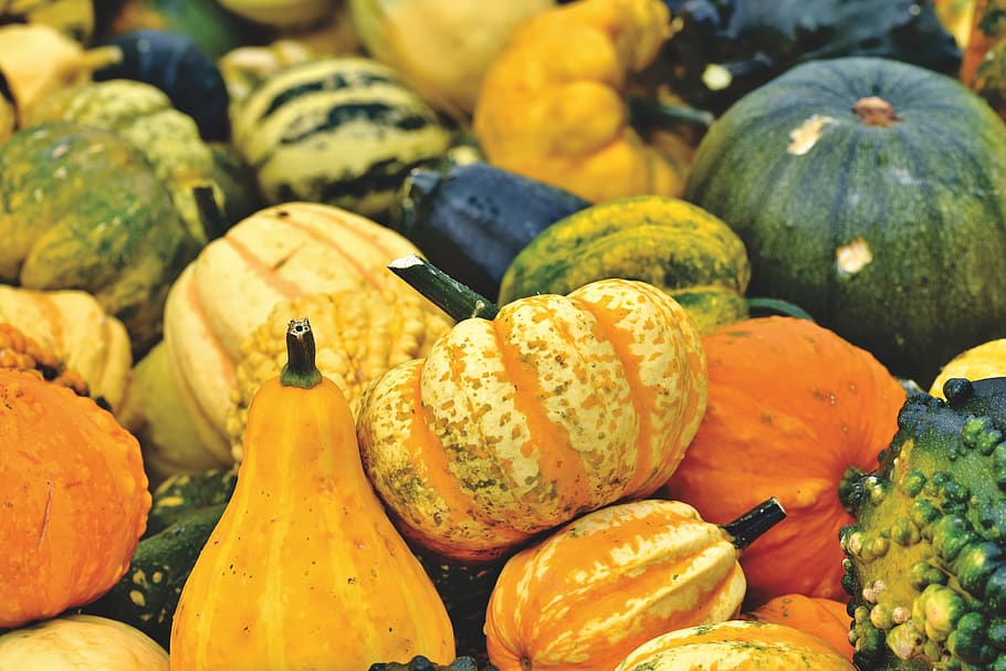pumpkin, fruit, autumn, choose, food, vegetables, decoration, autumn fruits, harvest, halloween