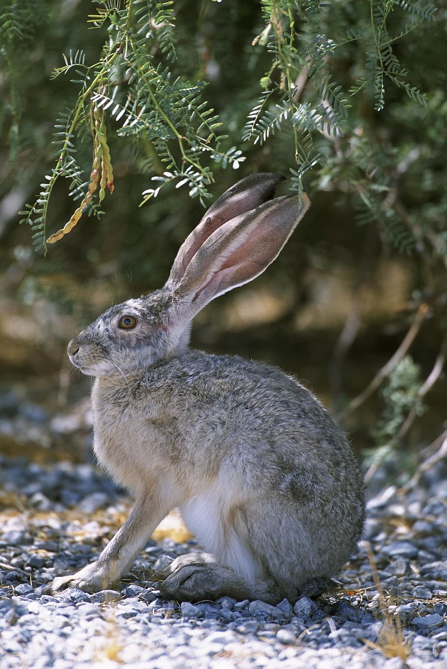 gray, hare, green, leafed, plant, jackrabbit, tailed, black, rabbit, bunny