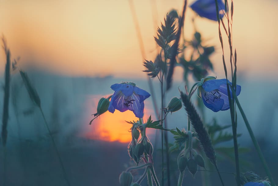 selective, focus photography, blue, campanula flowers, meadow, grasses, sunset, nature, blade of grass, grass