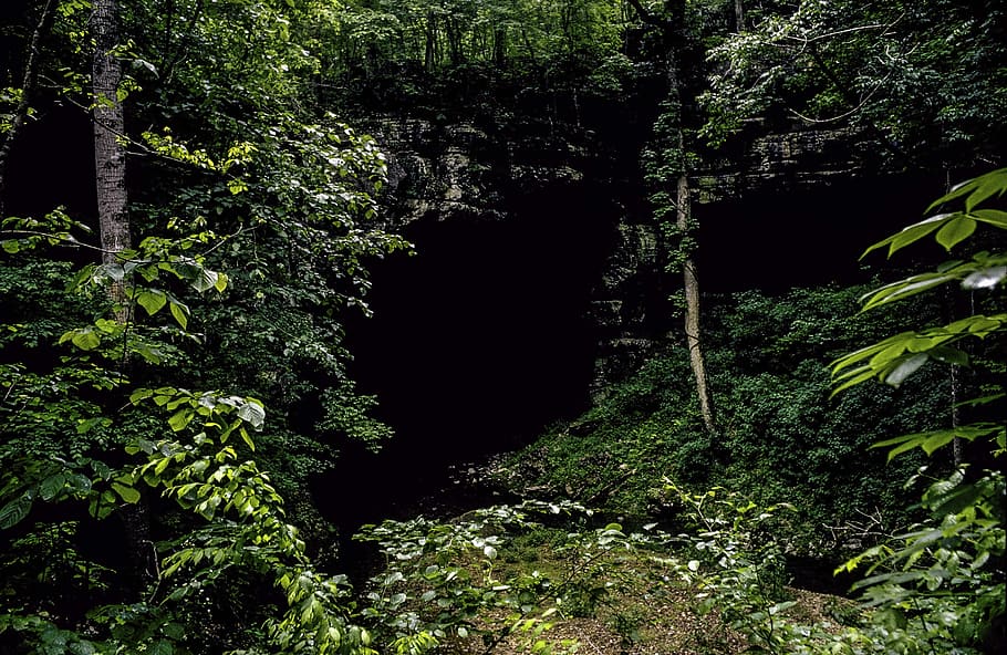 Pintu Masuk, Gua Russell, Gua di, Alabama, gua, pintu masuk gua, foto, tanaman, domain publik, Amerika Serikat