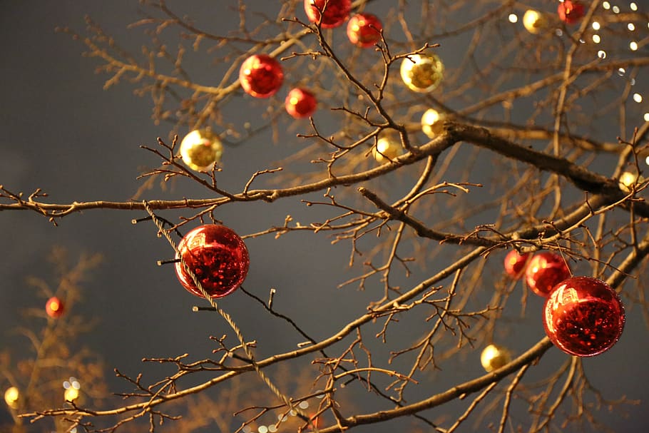 christmas tree, new year, christmas, holiday, winter, xmas, decoration, seasonal, nature, tree