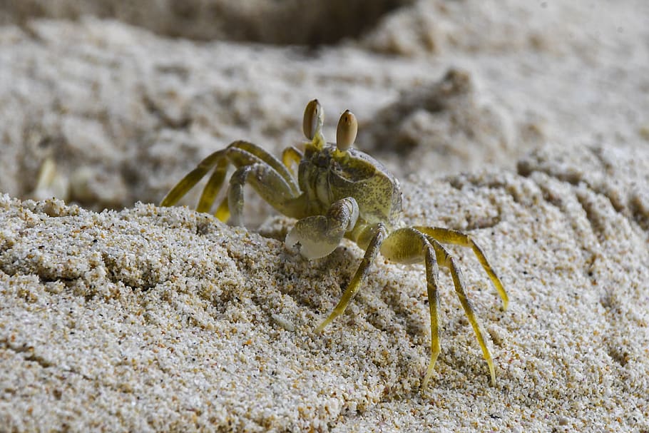 seychelles, beach, sand, crab, hole, legs, eyes, peeking, digging, nature