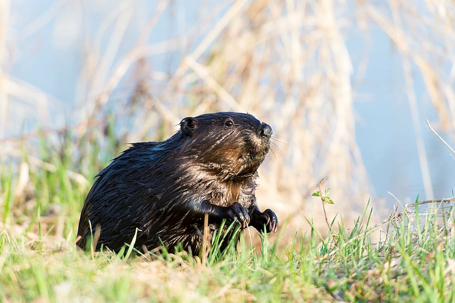 beaver, animal, canadian, wildlife, mammal, rodent, nature, outdoors, animal themes, animal wildlife