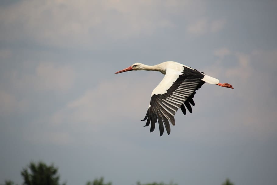 Bird, White Stork, Flight, stork, nature, animal, wildlife, outdoors, flying, beak