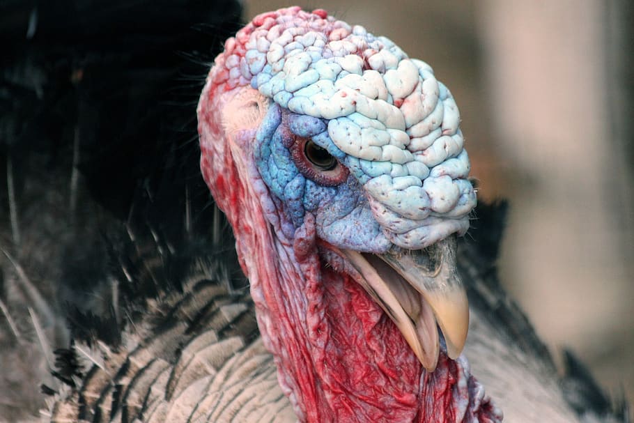 turkey, turkey head, krupnyj plan, beak, eye, bird, wrinkles, bombastic, skin, animals