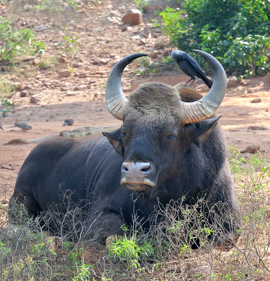 water buffalo, grass, india, buffalo, bison, asia, gaur, nature, wildlife, bull