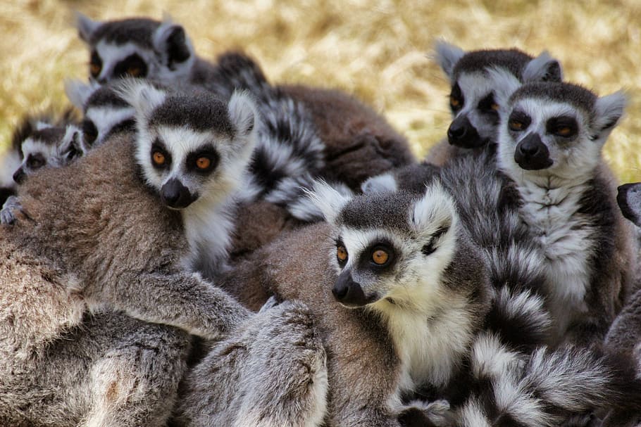 group, ring, tailed, lemurs, group of animals, animal themes, animal wildlife, animal, animals in the wild, mammal
