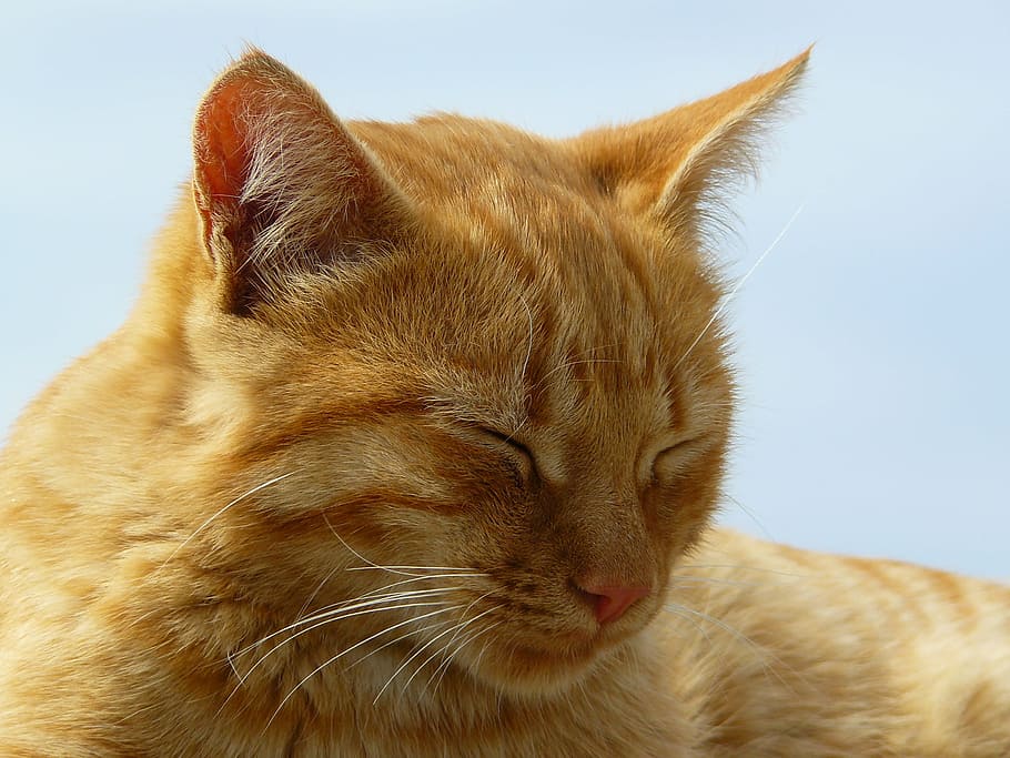 fotografía de primer plano, naranja, atigrado, gato, animal, animales, cara de gato, cabeza, retrato de gato, mundo animal