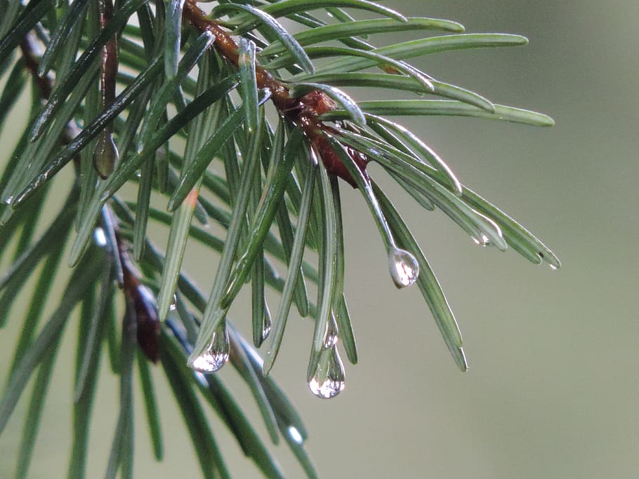 pine needle, rain, raindrop, evergreen, environment, plant, green color, close-up, leaf, growth