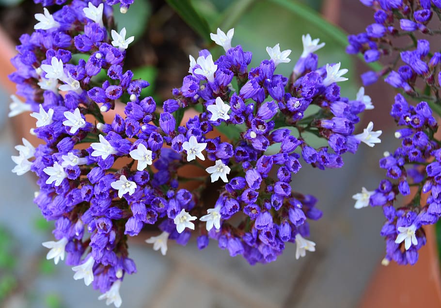 wild, statice, plumbaginaceae, purple, white, bloom, nature, flowers, spring, plant