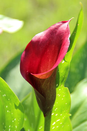 Fotos flor de cala libres de regalías | Pxfuel