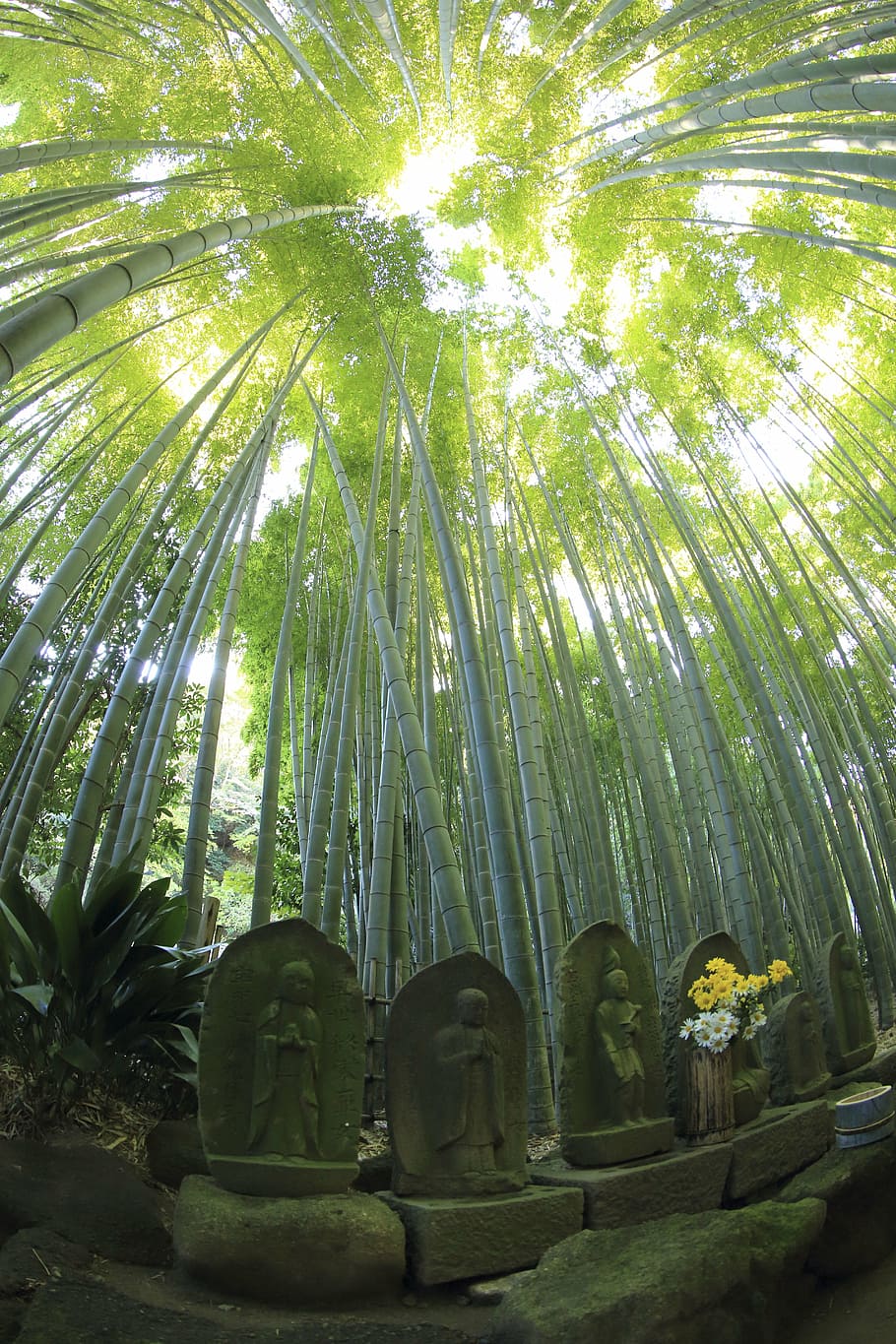 monumentos de piedra, al lado, hierbas de bambú, durante el día, naturaleza, hojas, verde, bambú, maderas, bosque