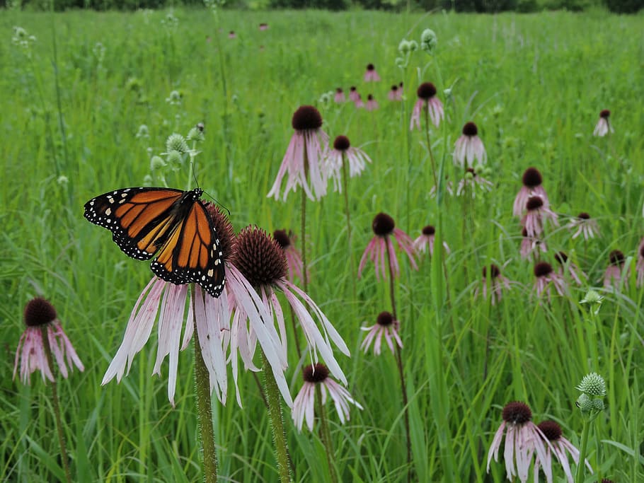 butterfly, monarch, field, prairie, wildflowers, meadow, summer, nature, monarch butterfly, orange