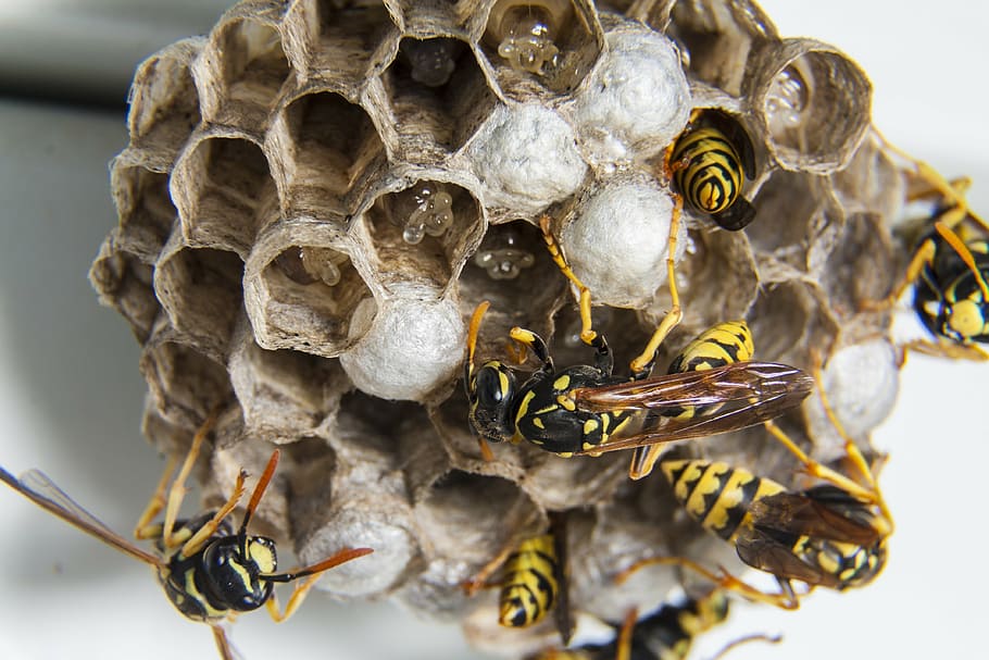 beehive, swarm, wasps, diaper, wasps' nest, insect, bee, animal themes, animals in the wild, honeycomb
