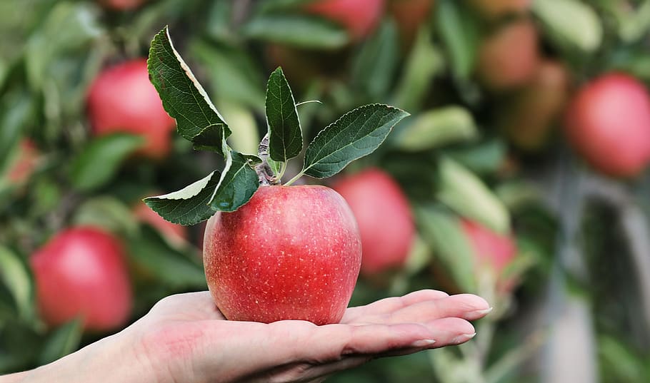 빨간, 사과, 사람, 왼쪽, 손, 얕은, 초점 사진, 빨간 사과, 사과 과수원, 맛있는