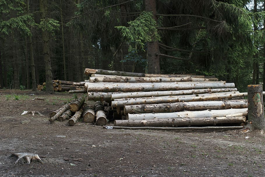 pile of log, logs, balance beam, along, felling, dirt, wood, woodworking, trees, firewood