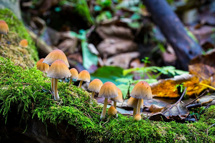 mushroom, autumn, moss, nature, wood, rac, leaf, wild, tree, growth