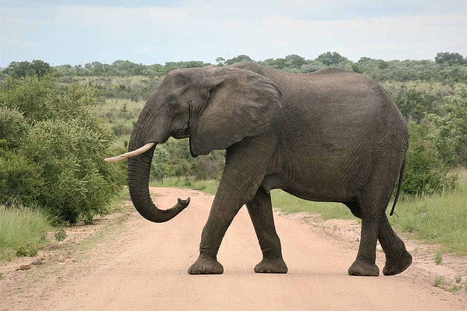 elephant, tusk, big, majestic, crossing, road, africa, wildlife, mammal, trunk