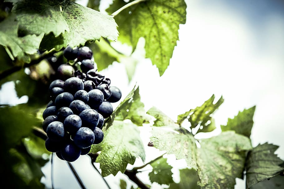 shallow, focus photography, grapes, tree, focus, photography, purple, daytime, food, fruits