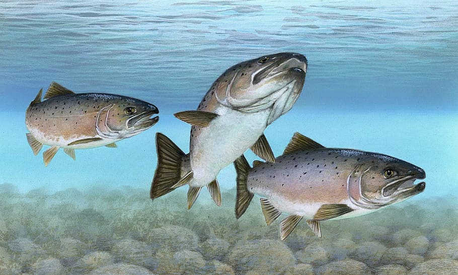 Atlantic Salmon, Salmo salar, animal, drawing, fish, public domain, salmon, nature | Pxfuel