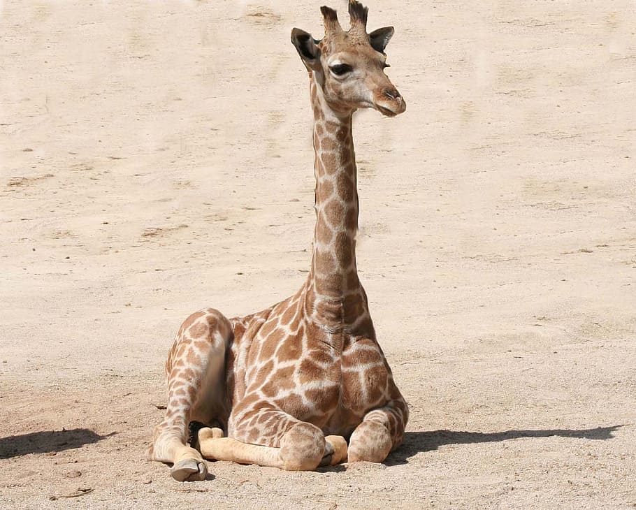 brown, giraffe, sand, baby giraffe, mammal, wildlife, zoo, baby, cute, animal