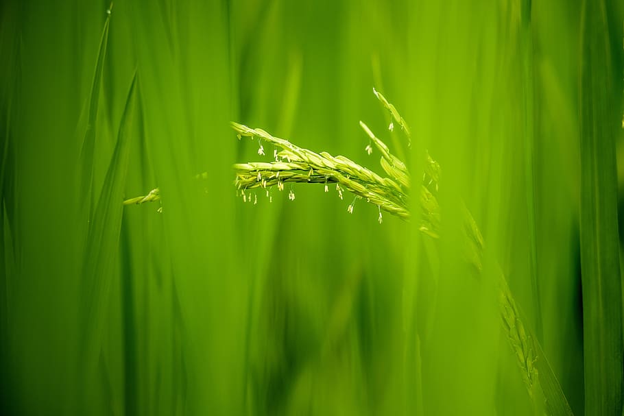 rice flowers, rice, rice field in vietnam, vietnam, natural, background, nature, beautiful, outdoor, color