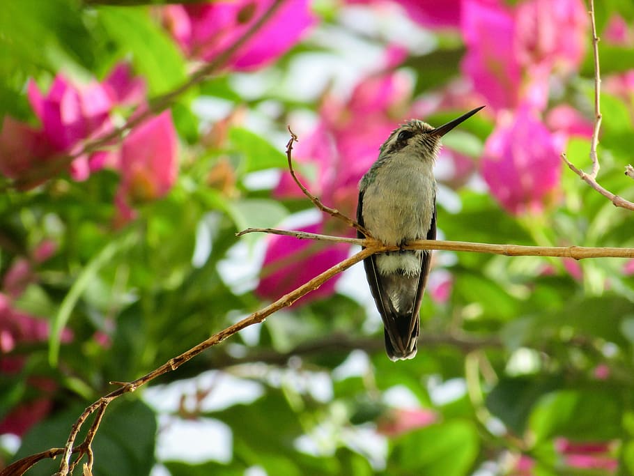 bird, hummingbirds, nature, birds, environment, beija flor, one animal, animal themes, animal, animal wildlife