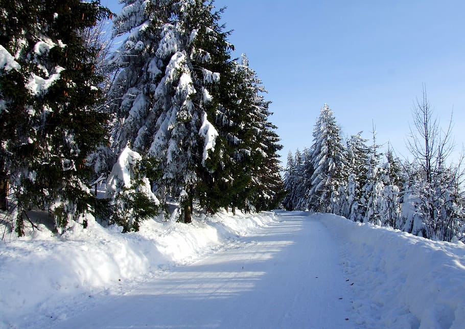 invierno, camino, nieve, escarcha, hielo, ramas, congelado, nevado, temperatura fría, árbol