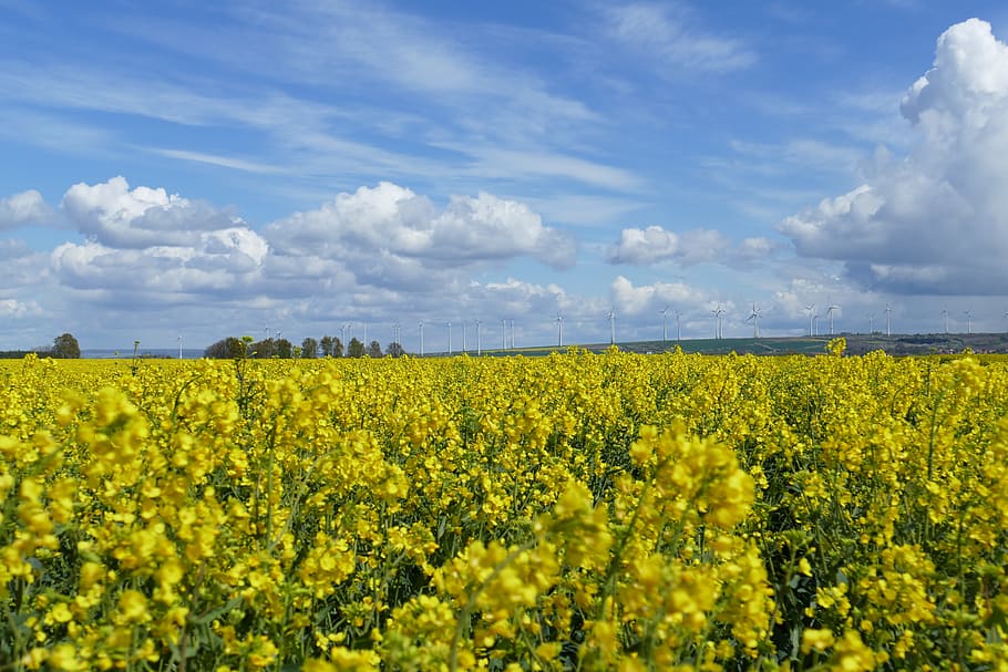 Field, Clouds, Yellow, field of rapeseeds, sky, blue, beautiful, landscape, oilseed rape, rape blossom