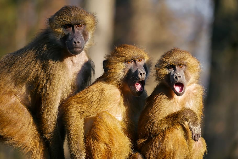 three, baboons focus photography, animals, ape, berber monkeys, three monkeys, animal portrait, scream, excitement, cohesion
