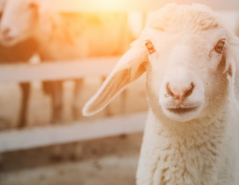 raso, fotografia de foco, ovelha, fazenda, grupo, rebanho, animal, cordeiro, agricultura, pecuária