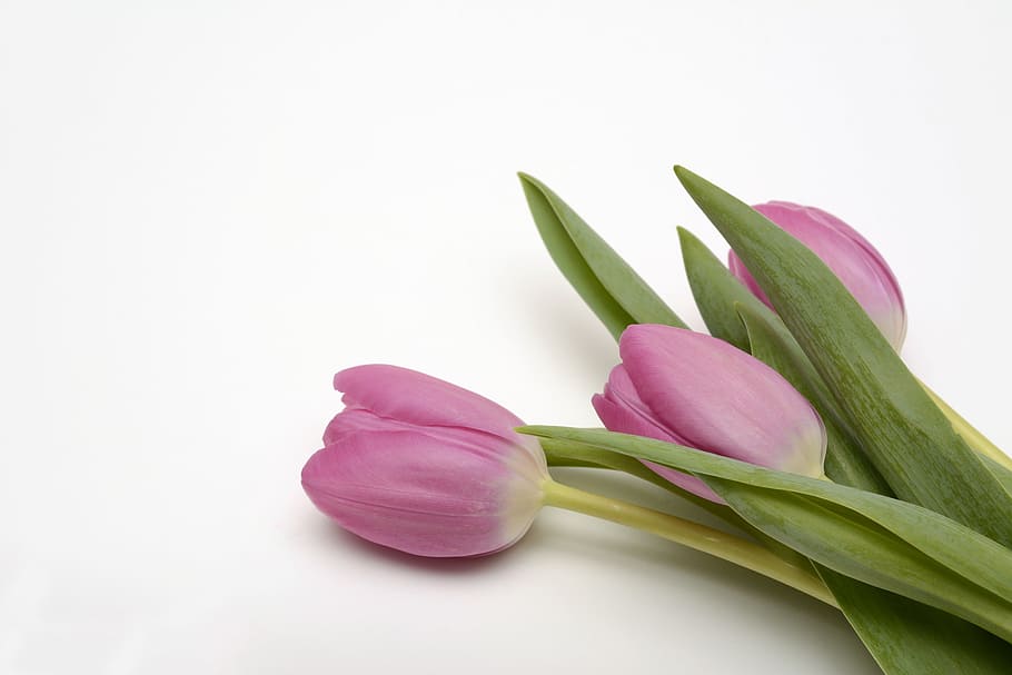 tulipanes morados, tulipanes, flores, hojas, flor, primavera, cerrar, naturaleza, flores de primavera, púrpura