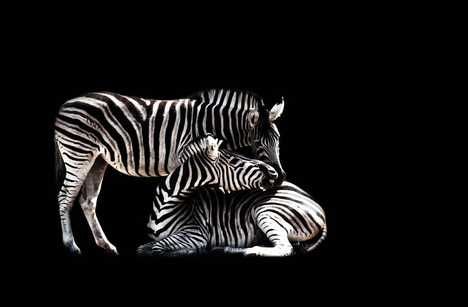 zebra, mammal, animal, animal world, stripes, striped, black and white, zoo, hagenbeck zoo, black background