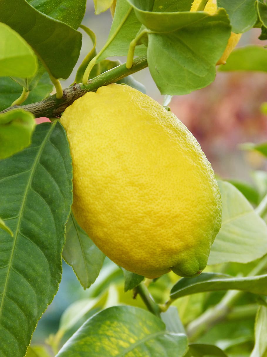Lemon, Citric, Fruit, Mediterranean, leaf, food and drink, growth, close-up, plant part, food