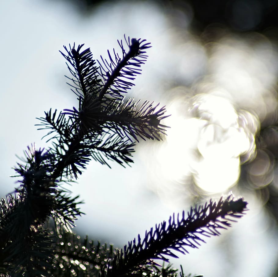 christmas tree, sprig, the sun, glow, coniferous, tree, iglak, nature, christmas, branch