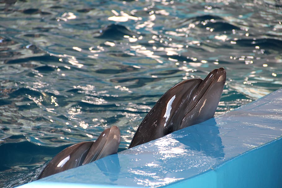 dolphinarium, dolphins, dolphin, show, animals, water, animals in the wild, animal wildlife, animal themes, underwater