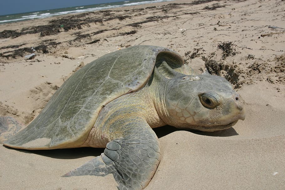 turtle, sea, kemps ridley, reptile, nesting, female, eggs, nest, nature, wildlife
