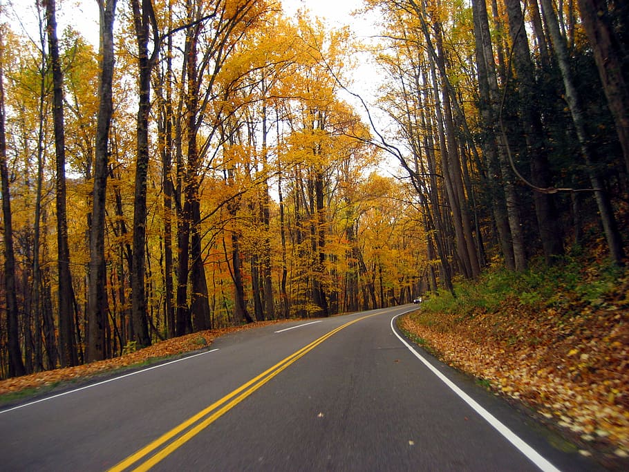 jalan musim gugur, pohon, besar, berasap, pegunungan, nasional, taman, musim gugur, jalan, antara pohon