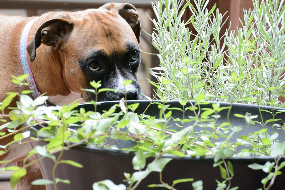 Dog, Plants, Lavender, Flower, Animal, garden, puppy, boxer, brown, breed