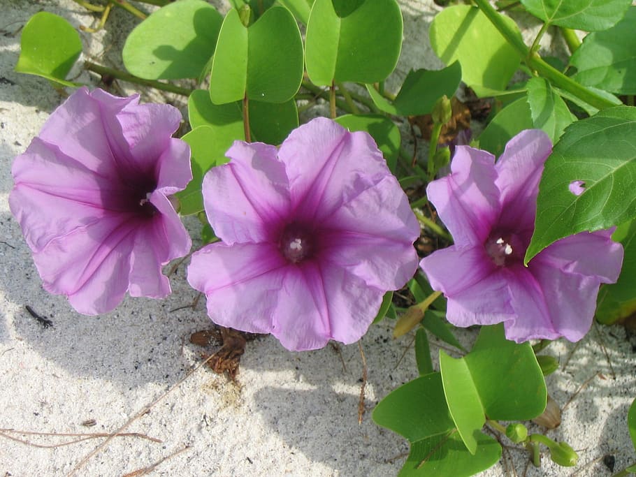 getfotsipomea, beach flower, Beach, Flower, getfotsipomea, beach flower, ipomoea pes-caprae, purple flower, plant, fragility, petal